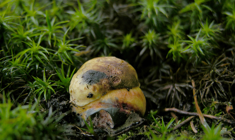 Scende la pioggia.....ma si va...